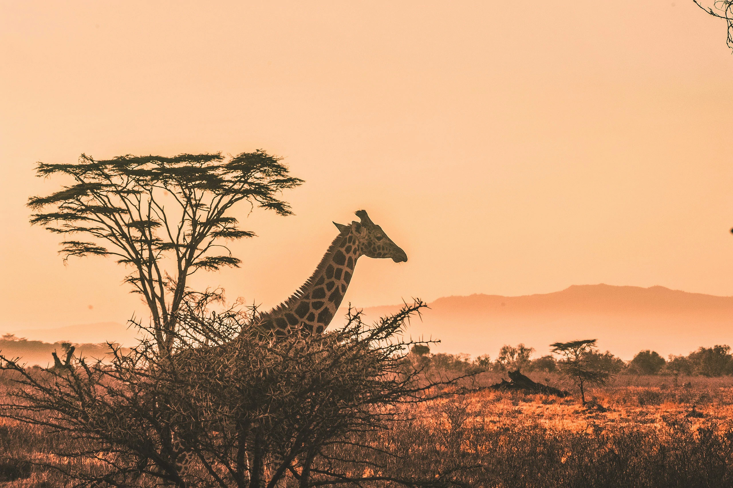 girafe-kenya-safari-harshil-gudka